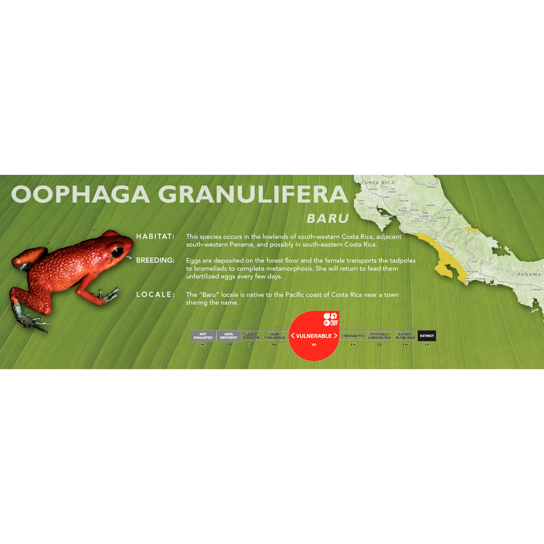 Oophaga granulifera - Standard Vivarium Label