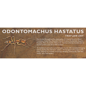 Odontomachus hastatus - Trap Jaw Ant Label