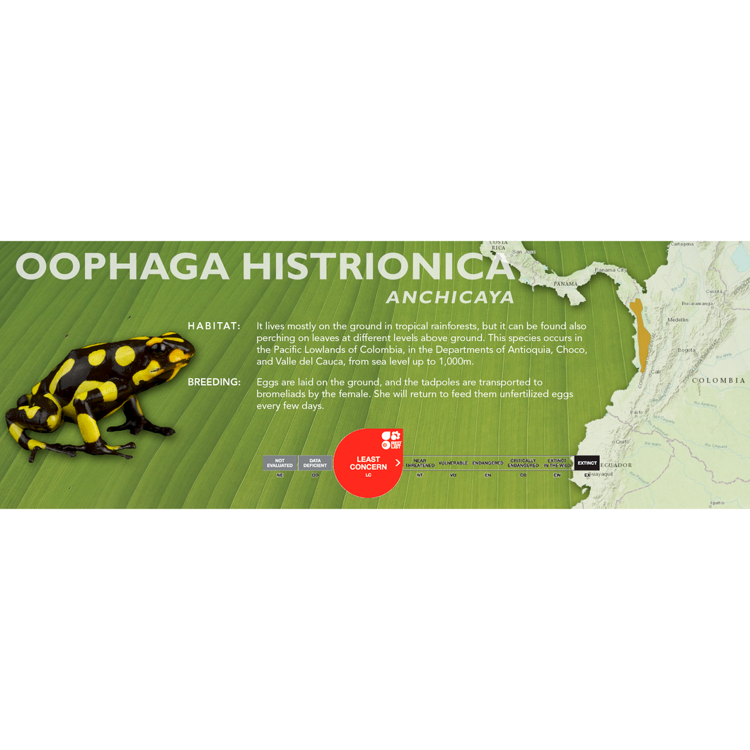 Oophaga histrionica - Standard Vivarium Label