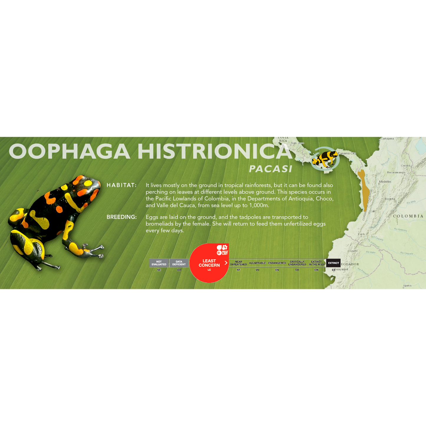 Oophaga histrionica - Classic Vivarium Label