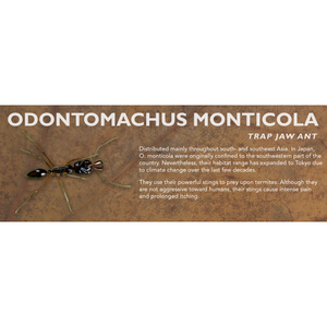 Odontomachus monticola - Trap Jaw Ant Label