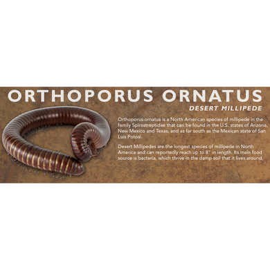 Orthoporus ornatus - Desert Millipede Label