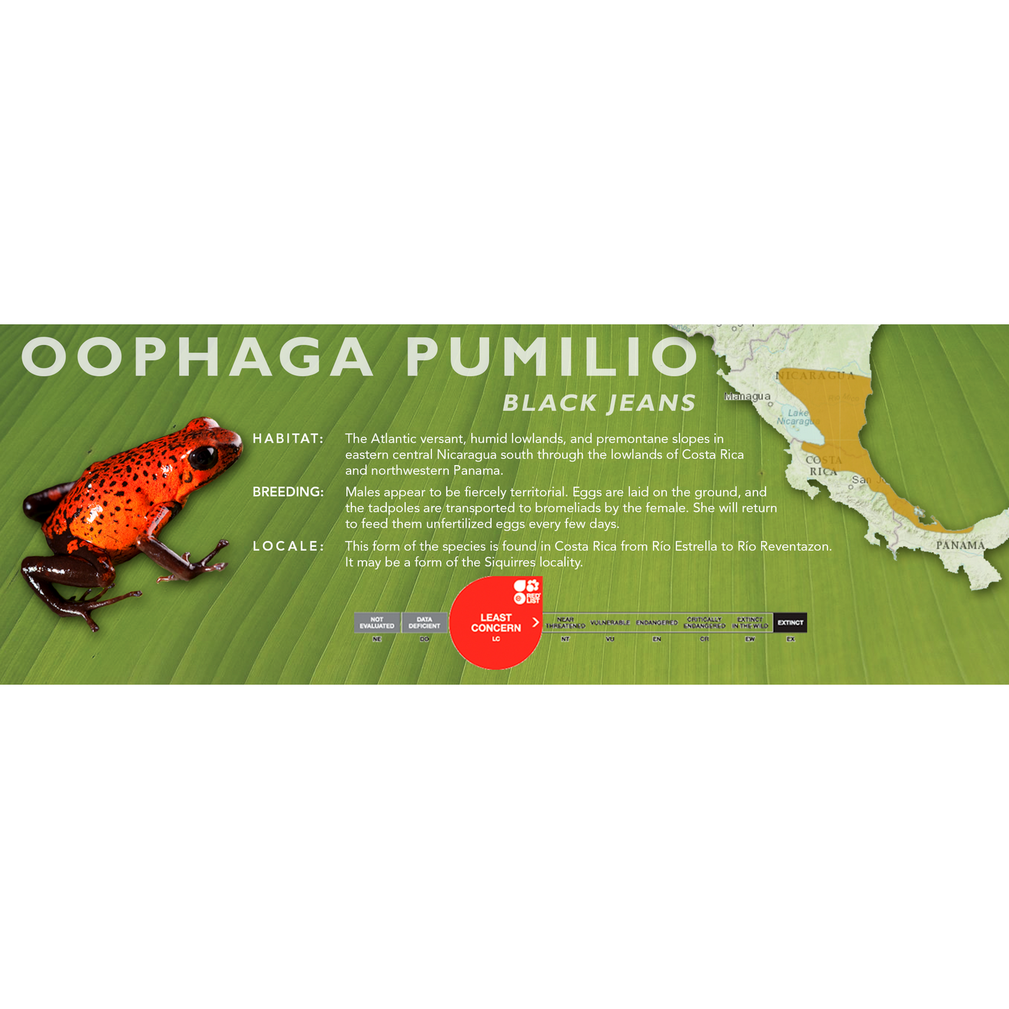 Oophaga pumilio - Classic Vivarium Label