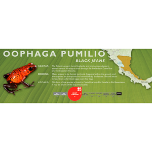 Oophaga pumilio - Standard Vivarium Label