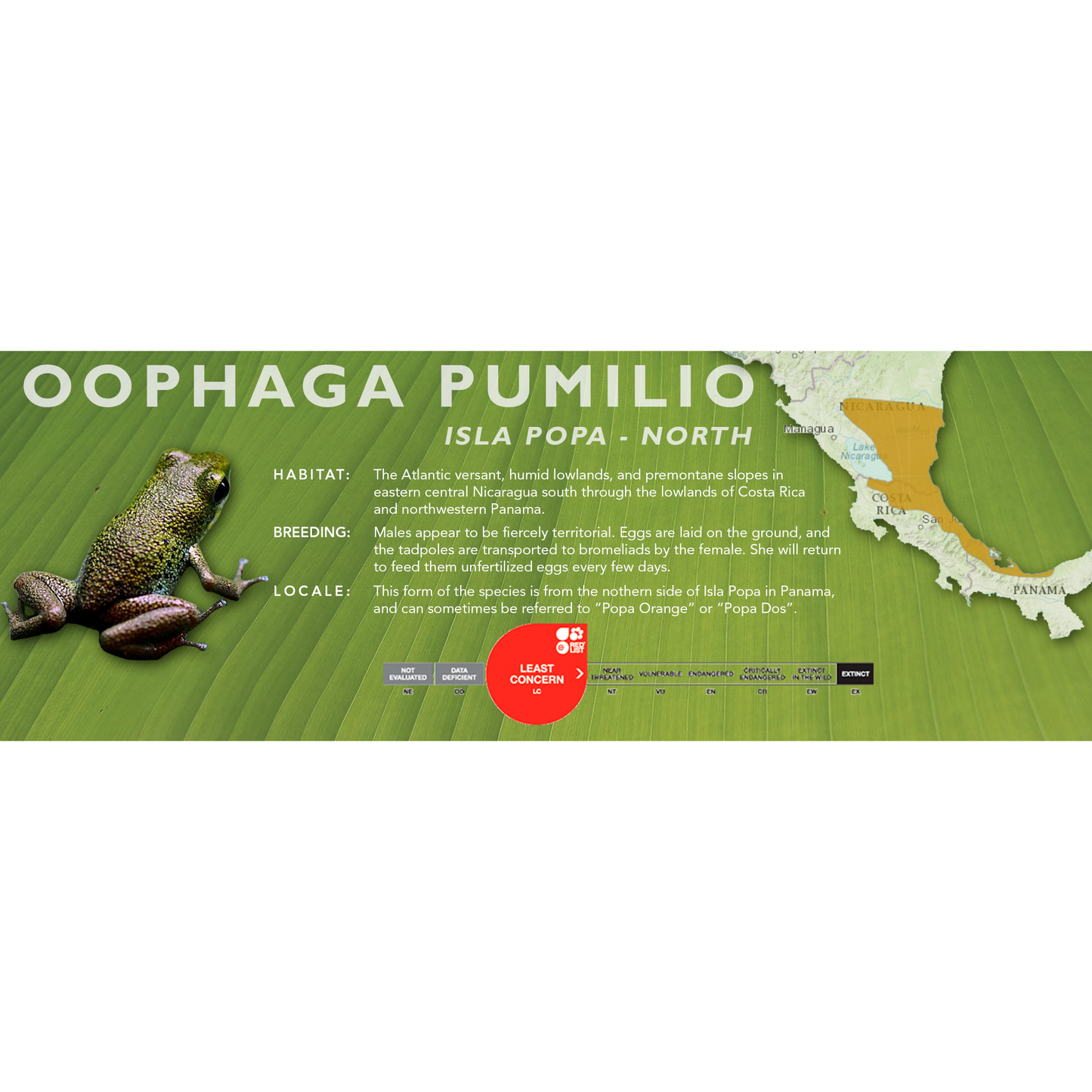 Oophaga pumilio - Classic Vivarium Label