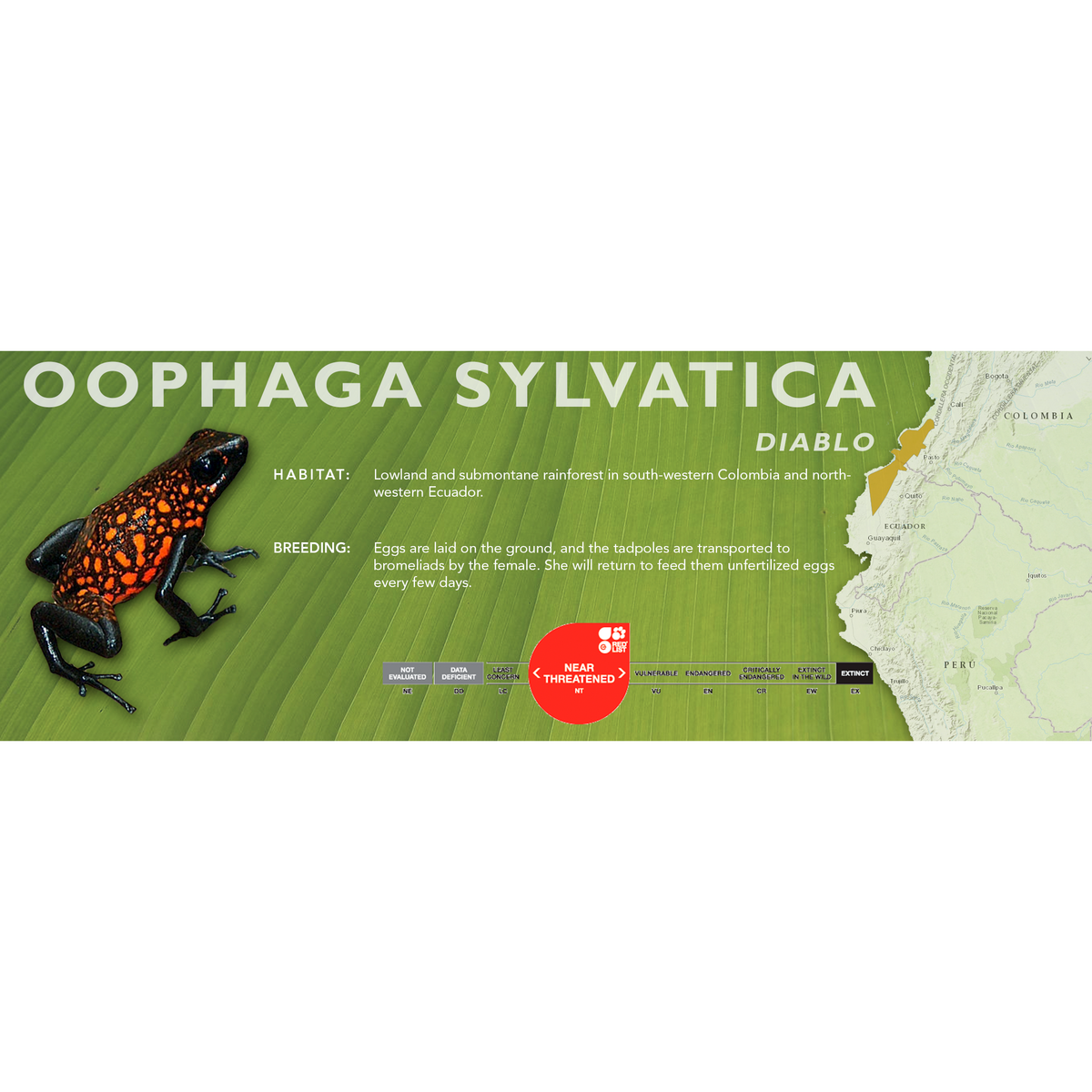 Oophaga sylvatica Standard Vivarium Label Cloud Forest Design