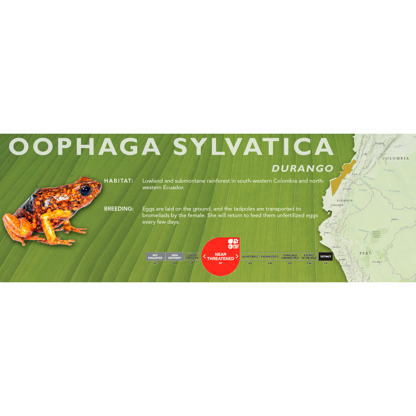 Oophaga sylvatica - Standard Vivarium Label