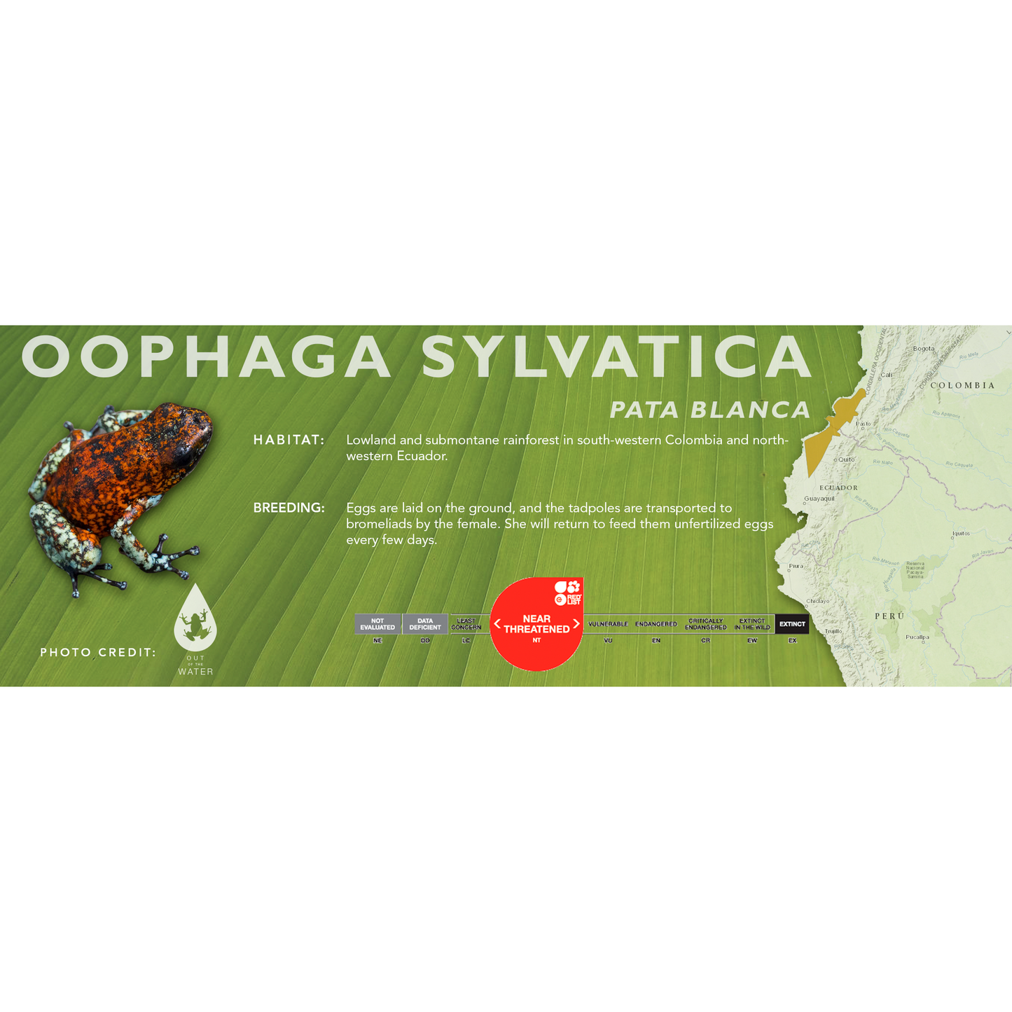 Oophaga sylvatica - Classic Vivarium Label