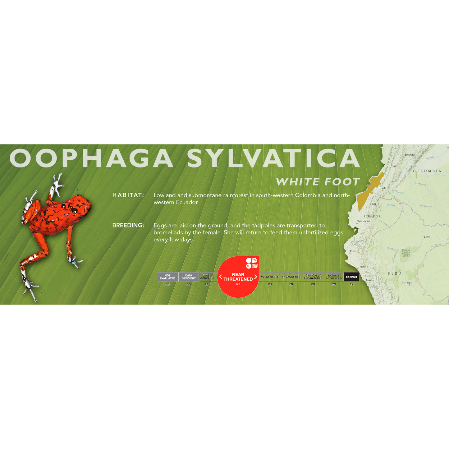 Oophaga sylvatica - Classic Vivarium Label