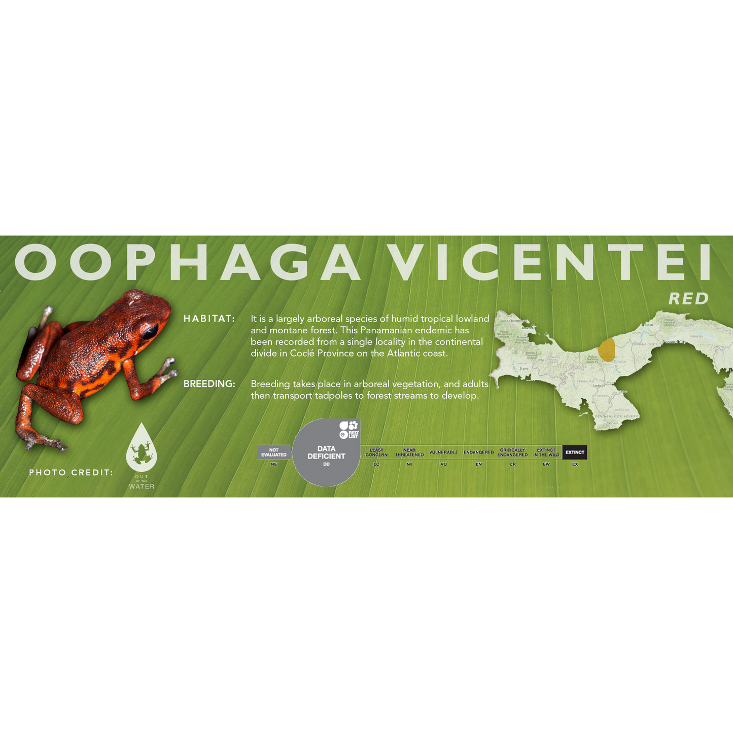 Oophaga vicentei - Classic Vivarium Label