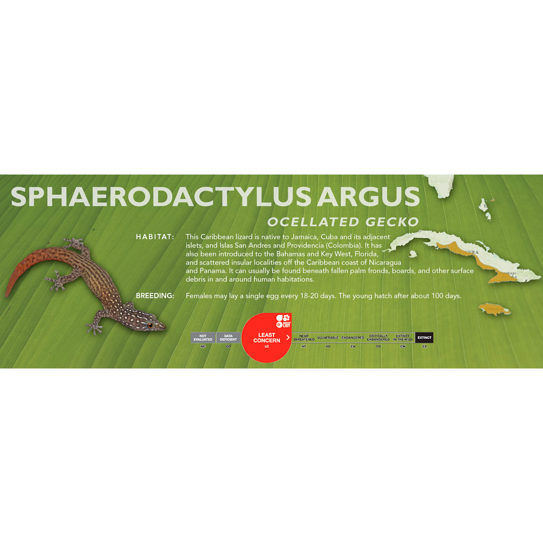 Ocellated Gecko (Sphaerodactylus argus) Standard Vivarium Label