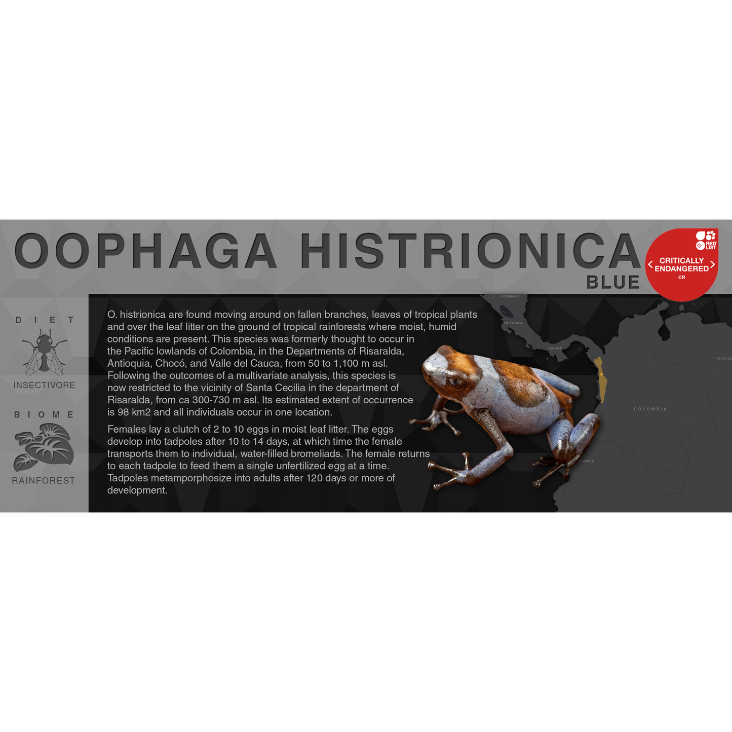 Oophaga histrionica "Blue" - Black Series Vivarium Label