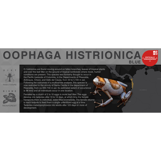 Oophaga histrionica "Blue" - Black Series Vivarium Label