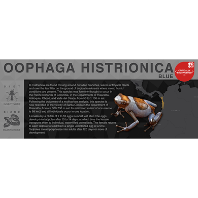 Oophaga histrionica 