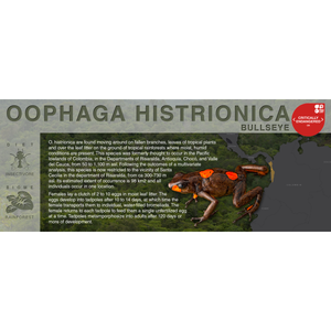 Oophaga histrionica "Bullseye" - Black Series Vivarium Label