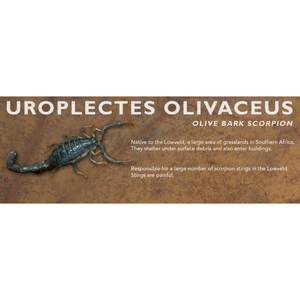 Uroplectes olivaceus - Olive Bark Scorpion Label