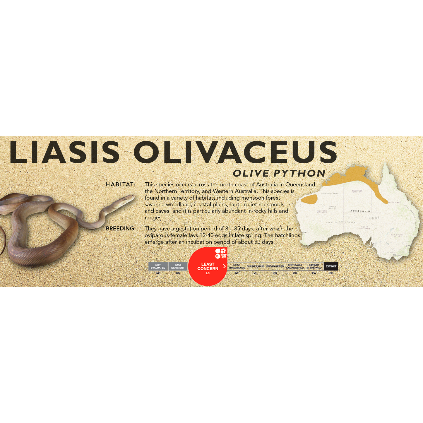 Olive Python (Liasis olivaceus) Standard Vivarium Label