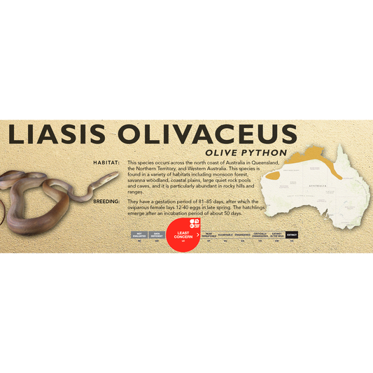 Olive Python (Liasis olivaceus) Classic Vivarium Label