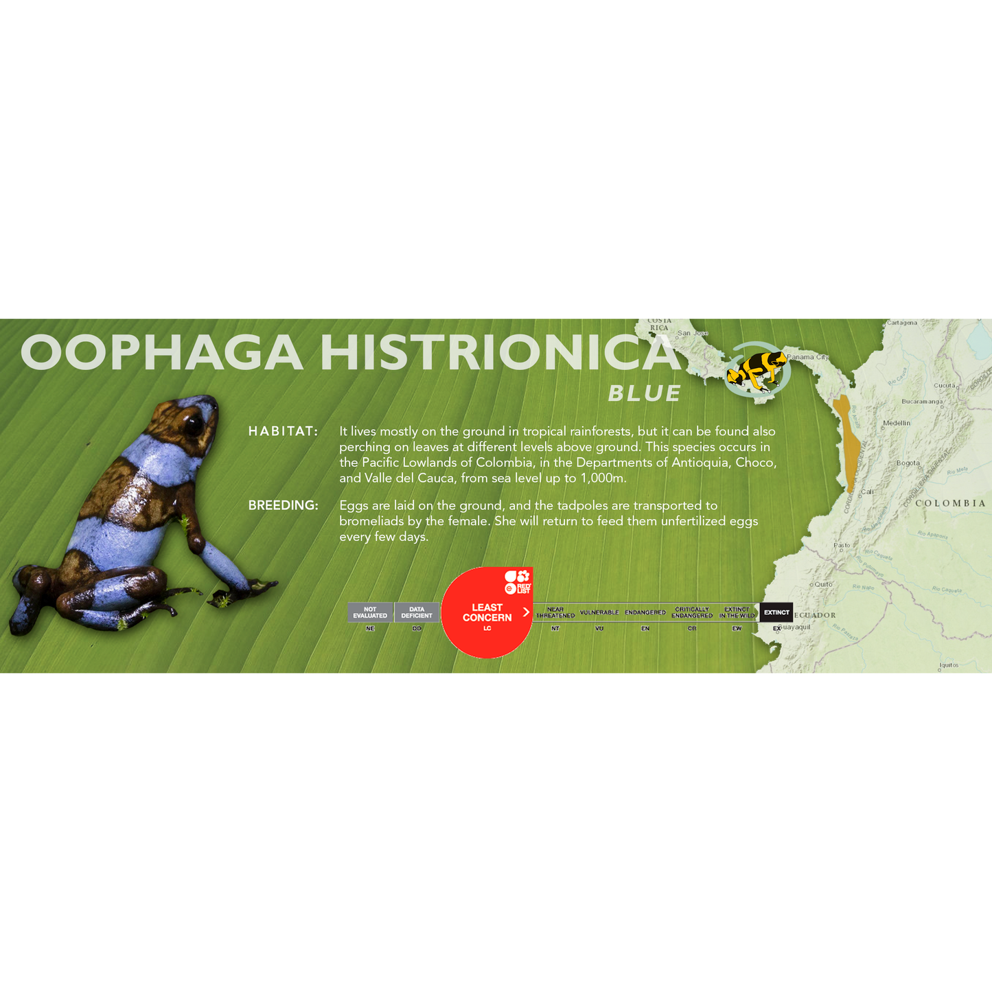 Oophaga histrionica - Classic Vivarium Label