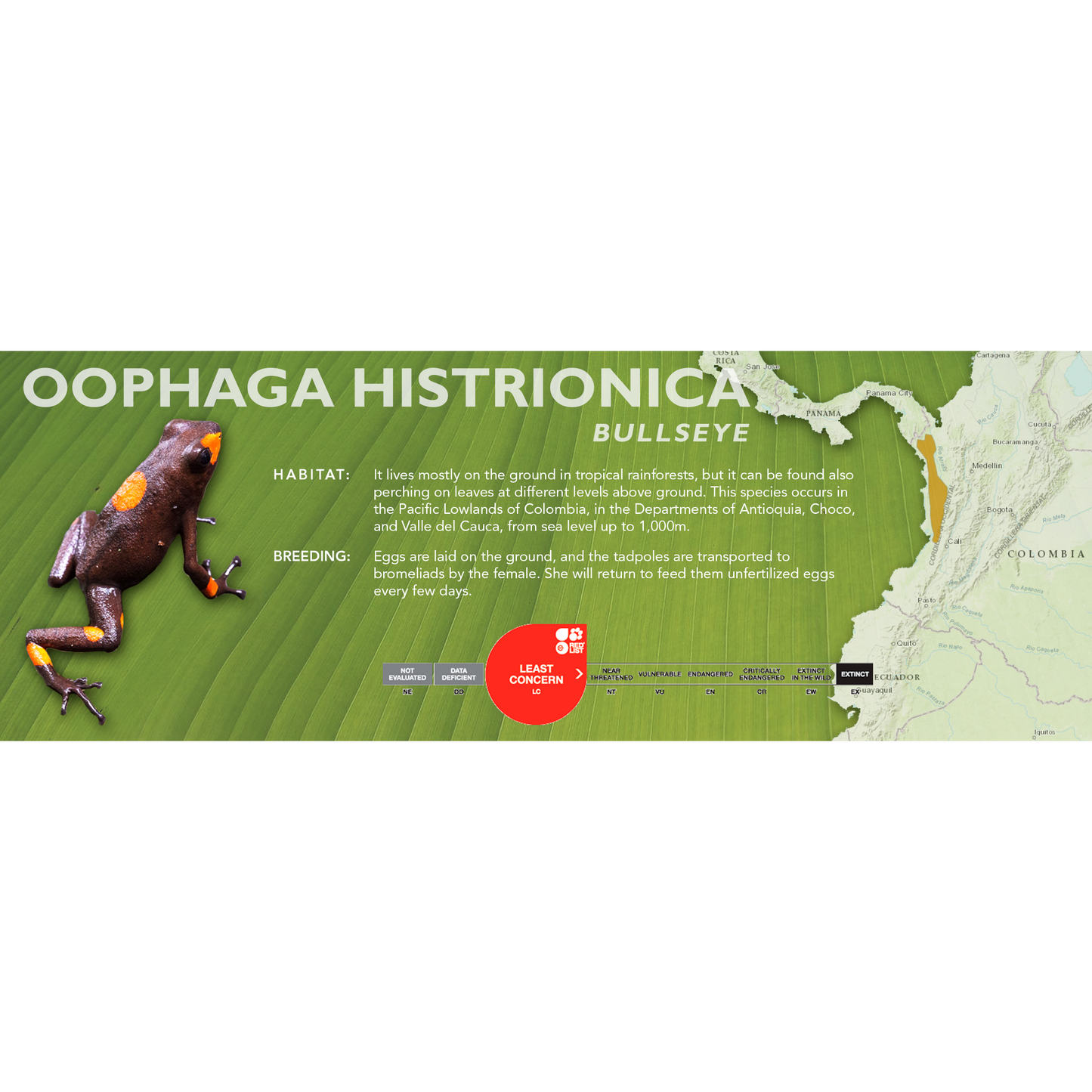 Oophaga histrionica - Classic Vivarium Label