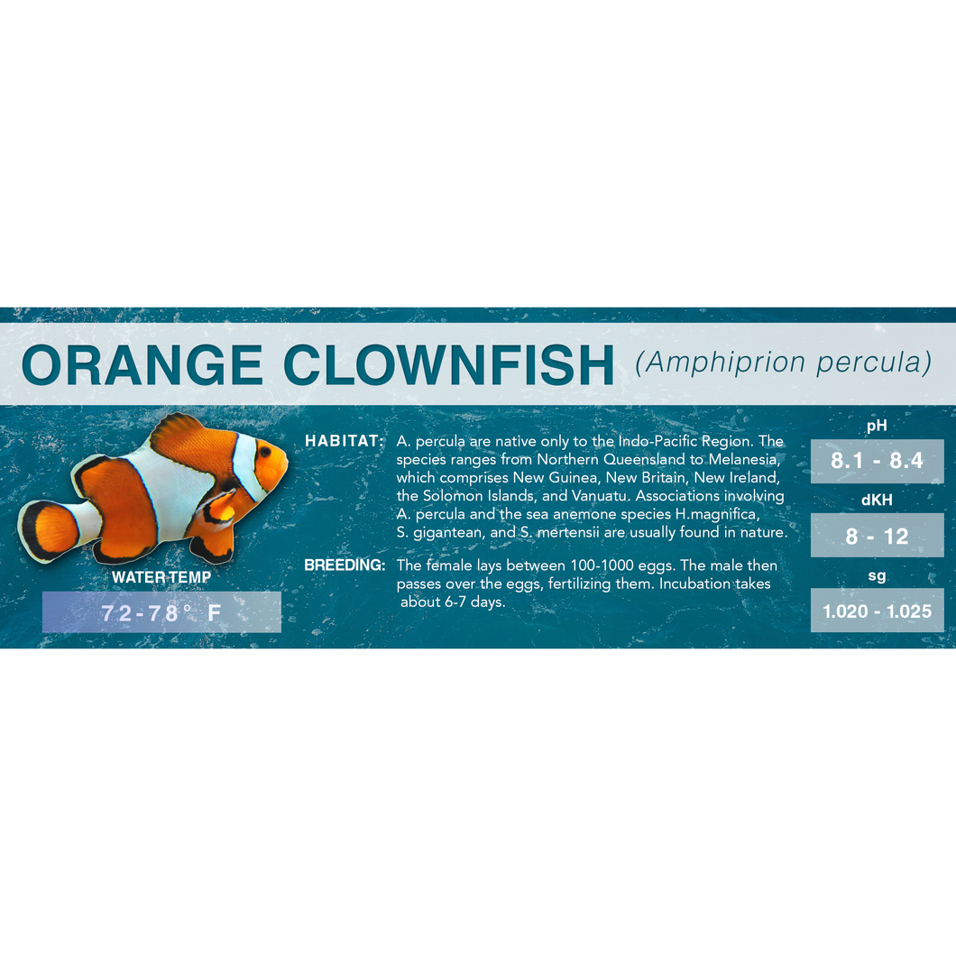 Orange Clownfish (Amphiprion percula) - Standard Aquarium Label