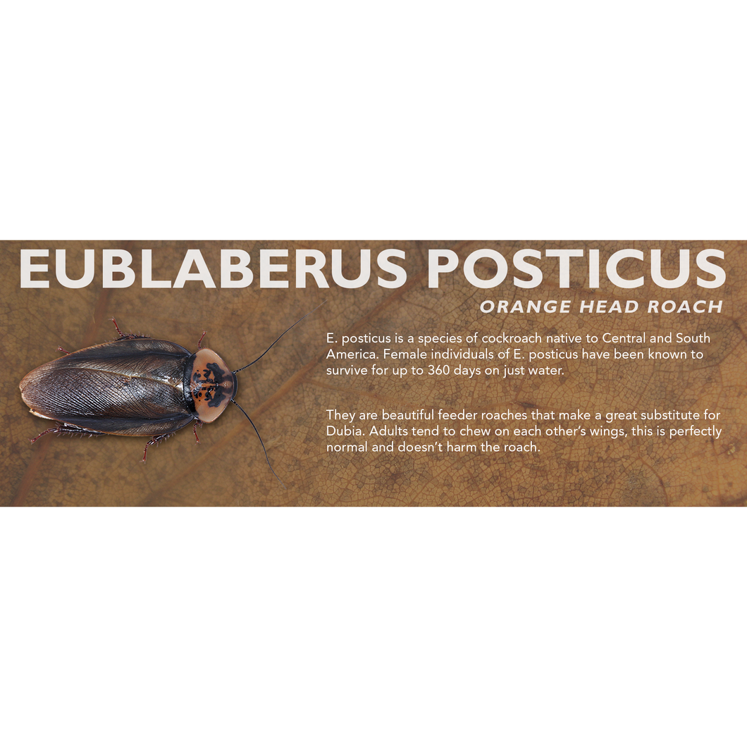 Eublaberus posticus (Orange Head Roach) - Feeder Label