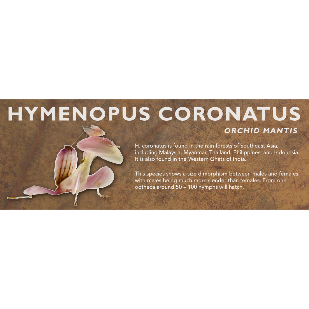 Hymenopus coronatus (Orchid Mantis) - Mantis Label
