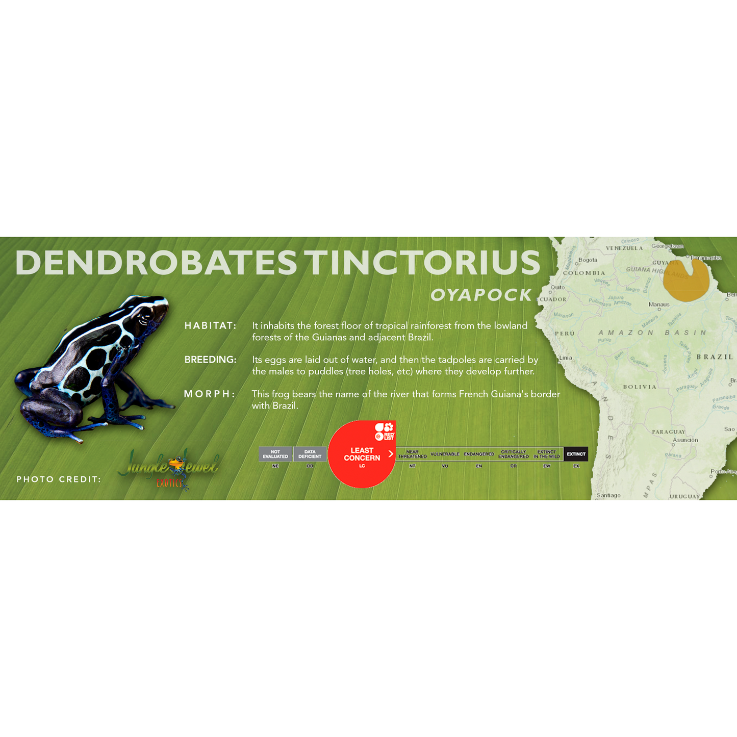 Dendrobates tinctorius - Standard Vivarium Label