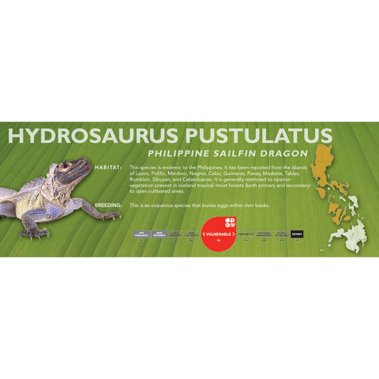 Philippine Sailfin Dragon (Hydrosaurus pustulatus) Classic Vivarium Label