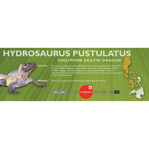 Philippine Sailfin Dragon (Hydrosaurus pustulatus) Standard Vivarium Label