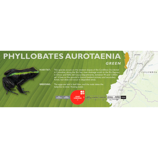 Phyllobates aurotaenia - Classic Vivarium Label