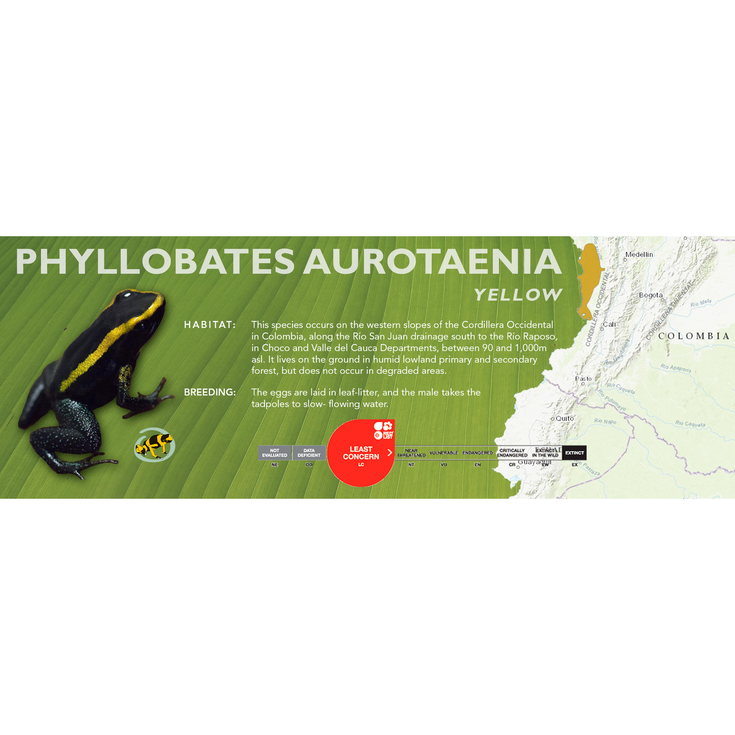 Phyllobates aurotaenia - Standard Vivarium Label