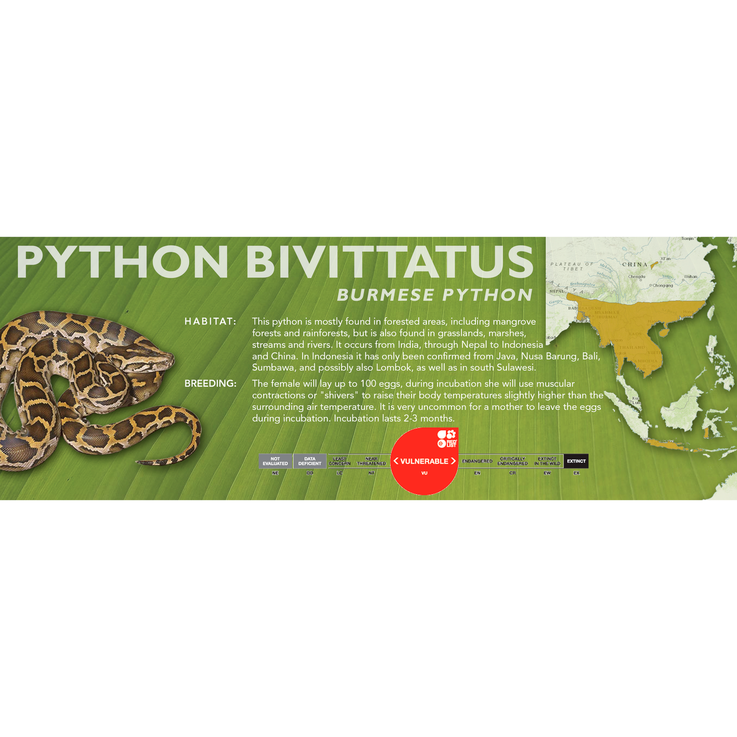 Burmese Python (Python bivittatus) Classic Vivarium Label