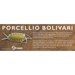 Porcellio bolivari - Isopod Label