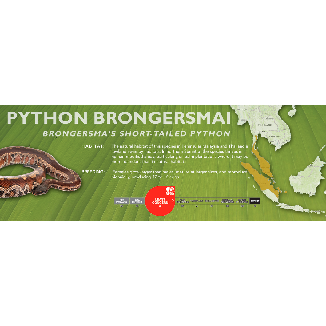 Brongersma's Short-Tailed Python (Python brongersmai) Standard Vivarium Label