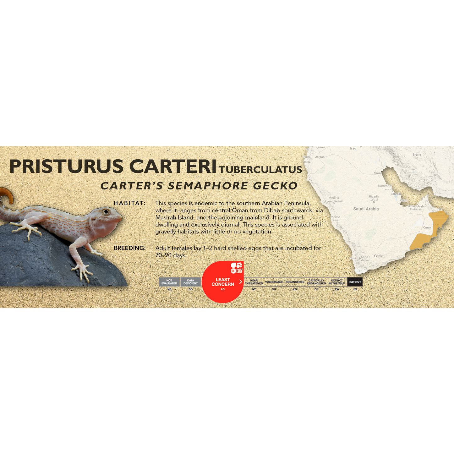 Carter’s Semaphore Gecko (Pristurus carteri) Classic Vivarium Label