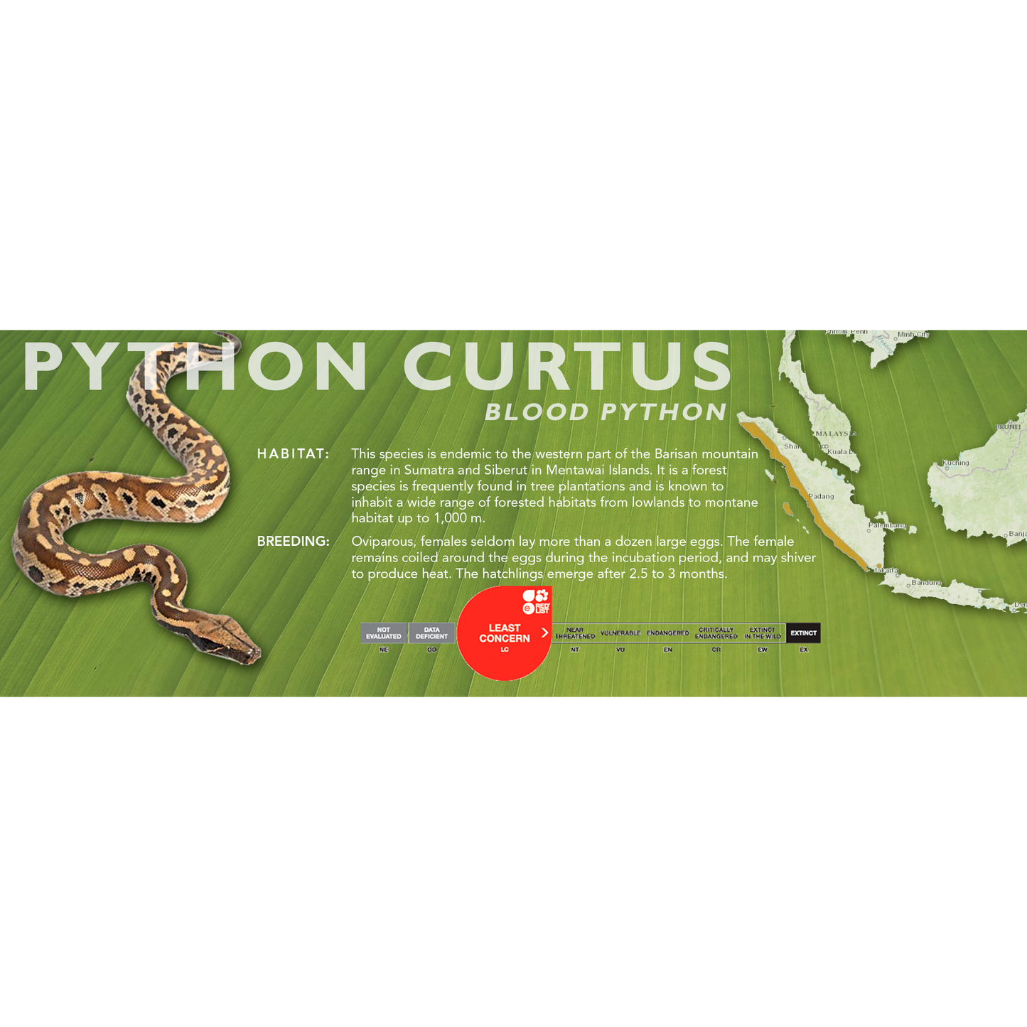 Blood Python (Python curtus) Standard Vivarium Label