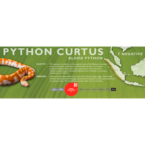 Blood Python (Python curtus) Standard Vivarium Label