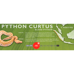 Blood Python (Python curtus) Standard Vivarium Label