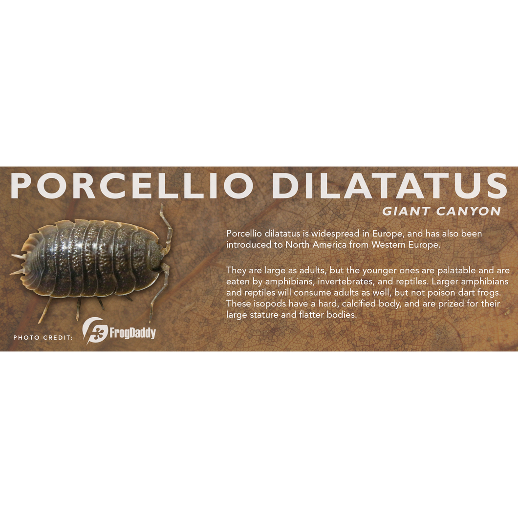 Porcellio dilatatus - Isopod Label