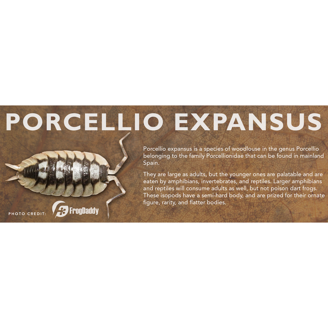 Porcellio expansus - Isopod Label