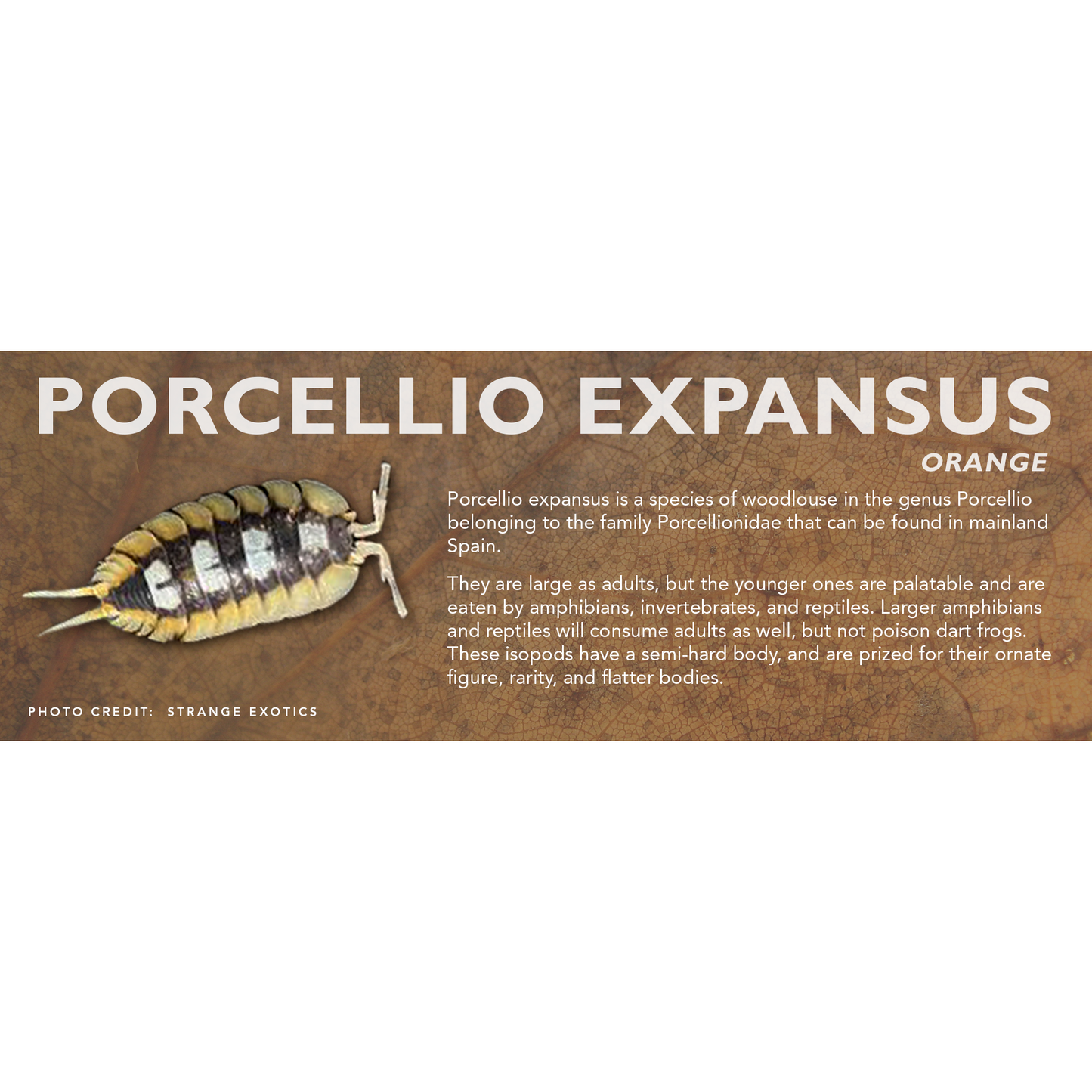 Porcellio expansus - Isopod Label