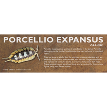 Load image into Gallery viewer, Porcellio expansus - Isopod Label