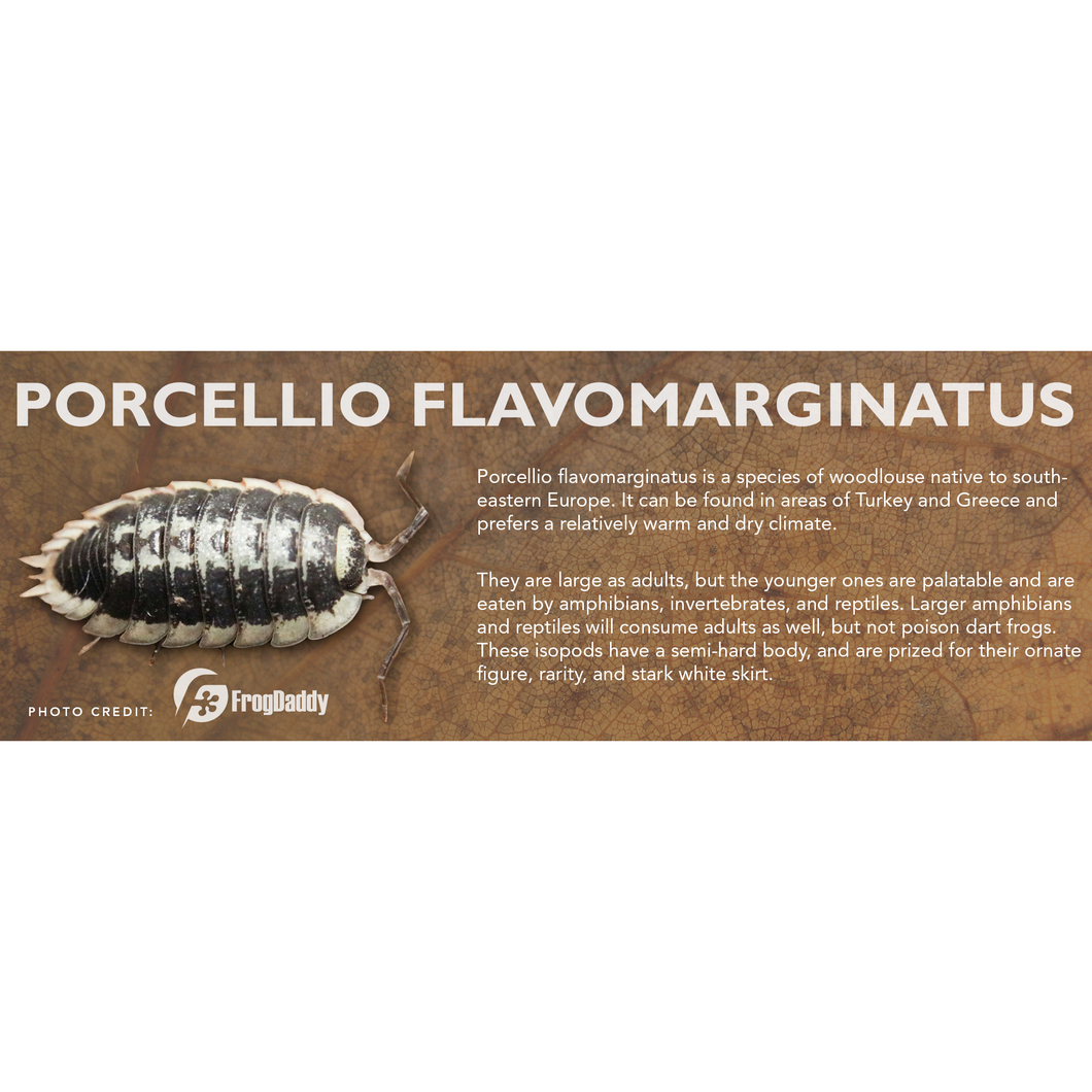 Porcellio flavomarginatus - Isopod Label