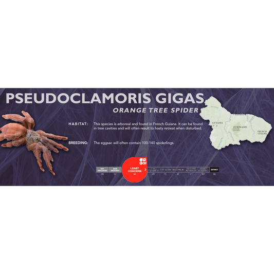 Orange Tree Spider (Pseudoclamoris gigas) - Classic Vivarium Label