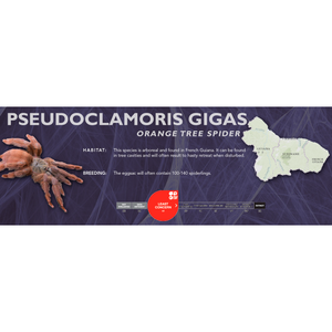 Orange Tree Spider (Pseudoclamoris gigas) - Standard Vivarium Label