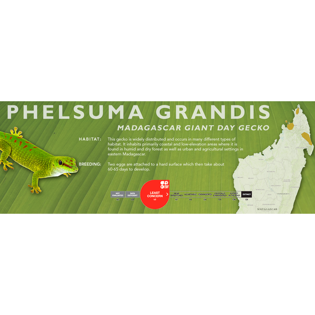 Madagascar Giant Day Gecko (Phelsuma grandis) Standard Vivarium Label