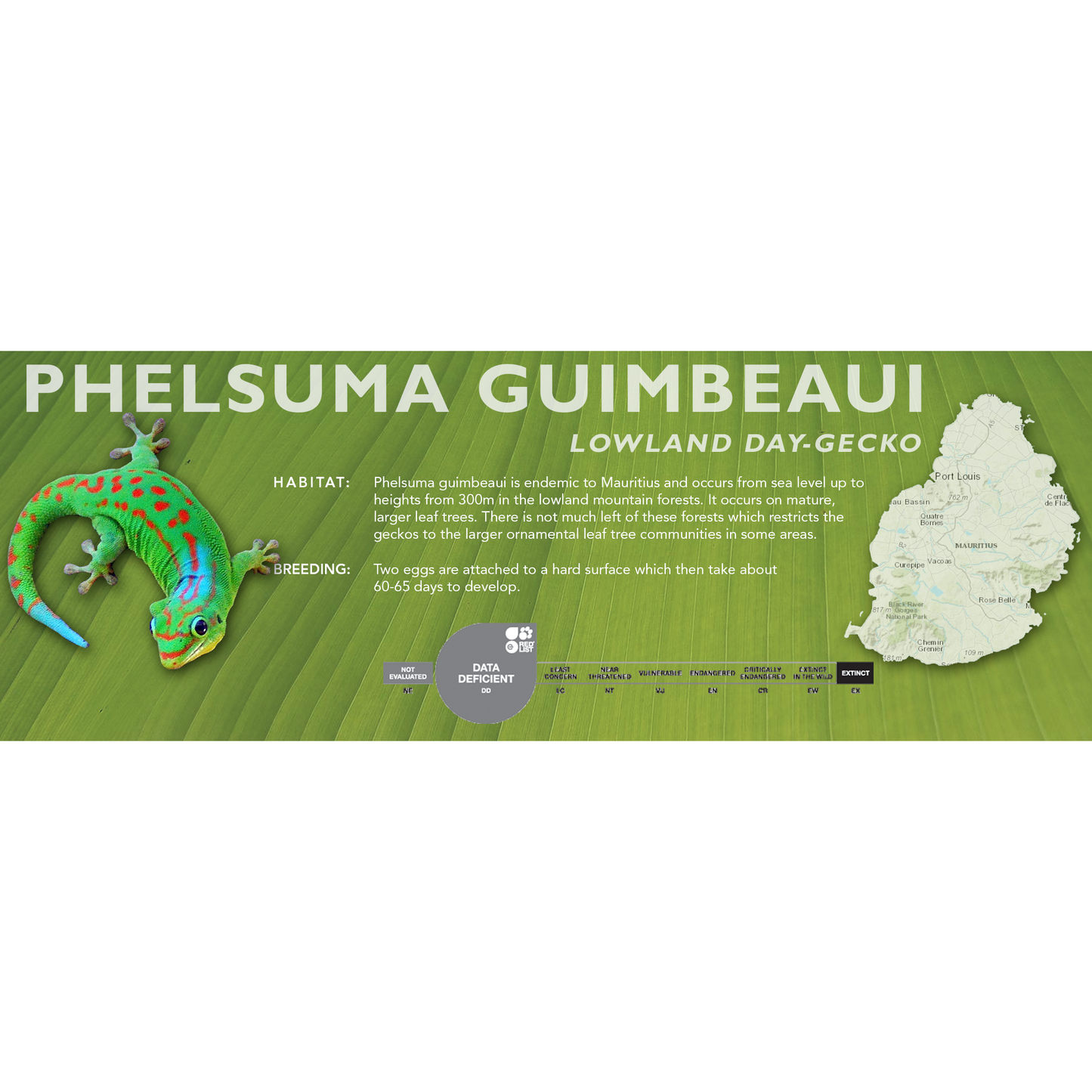 Lowland Day Gecko (Phelsuma guimbeaui) Standard Vivarium Label