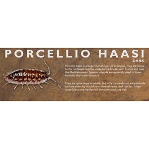 Porcellio haasi - Isopod Label