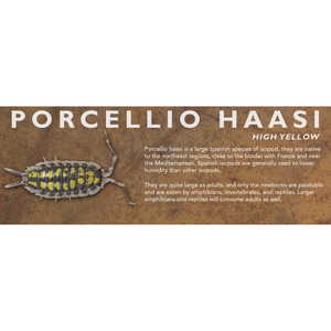 Porcellio haasi - Isopod Label